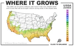 Mirror Leaf Sweet Viburnum - 3 Gallon Pot -Chaste Tree World 7a 10b 150