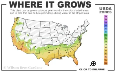 Jack Frost Ligustrum (Privet) - 3 Gallon Pot -Chaste Tree World 7a 10b 155