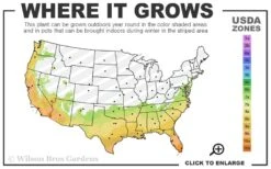 Marie Bracey Camellia Japonica - 3 Gallon Pot 9 Marie Bracey Camellia Japonica - 3 Gallon Pot -Chaste Tree World 7a 10b 38