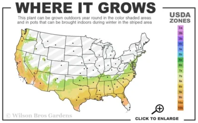 Snowball Bloom 'N Again Azalea - 1 Gallon Pot 6 Snowball Bloom 'N Again Azalea - 1 Gallon Pot -Chaste Tree World 7a 9b 38