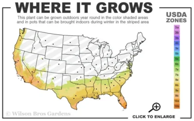 Formosa Southern Indica Azalea - 1 Gallon Pot 11 Formosa Southern Indica Azalea - 1 Gallon Pot -Chaste Tree World 7b 10b 17