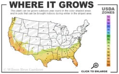 Red Formosa Azalea - 3 Gallon Pot -Chaste Tree World 7b 10b 28