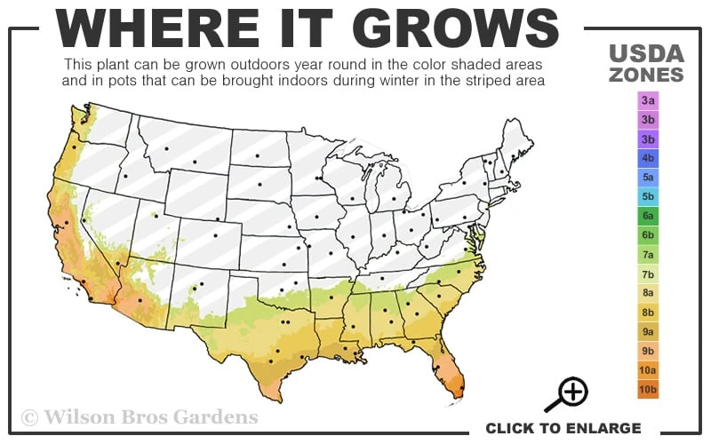 Confused Sweet Box (Sarcococca Confusa) - 1 Gallon Pot 3 Confused Sweet Box (Sarcococca Confusa) - 1 Gallon Pot - Image 3