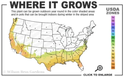 Parvilimba Camellia - 5 Gallon Pot -Chaste Tree World 7b 9b 1