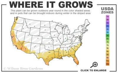 Brilliant Southern Indica Azalea - 1 Gallon Pot 7 Brilliant Southern Indica Azalea - 1 Gallon Pot -Chaste Tree World 8a 11 12