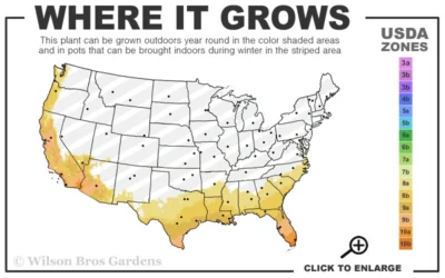 Blue Rain Trailing Rosemary - 5 Pack Of Quart Pots 9 Blue Rain Trailing Rosemary - 5 Pack Of Quart Pots -Chaste Tree World 8a 11 20