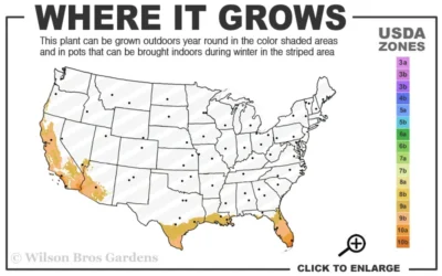 Calamondin Orange Tree - 1 Gallon Pot 10 Calamondin Orange Tree - 1 Gallon Pot -Chaste Tree World 9a 11