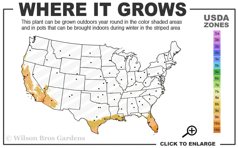 Calamondin Orange Tree - 1 Gallon Pot 3 Calamondin Orange Tree - 1 Gallon Pot - Image 3