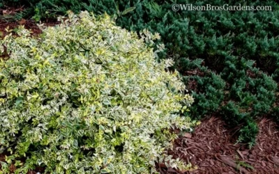 Lemon Lime Dwarf Abelia - 3 Gallon Pot -Chaste Tree World Abelia Lemon Lime 52