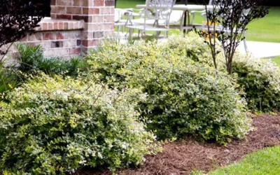 Lemon Lime Dwarf Abelia - 3 Gallon Pot -Chaste Tree World Abelia Lemon Lime In Landscape
