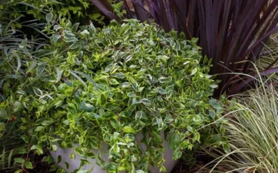 Lemon Lime Dwarf Abelia - 3 Gallon Pot -Chaste Tree World Abelia Lemon Lime In Pot