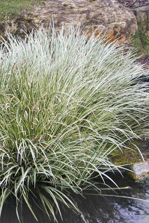 Variegated Sweet Flag (Acorus Gramineus 'Variegatus') - 5 Pack Of Quart Pots 1 Variegated Sweet Flag (Acorus Gramineus 'Variegatus') - 5 Pack Of Quart Pots