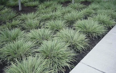 Variegated Sweet Flag (Acorus Gramineus 'Variegatus') - 5 Pack Of Quart Pots 10 Variegated Sweet Flag (Acorus Gramineus 'Variegatus') - 5 Pack Of Quart Pots -Chaste Tree World Acorus Gramineus Variegatus Sweet Flag 3