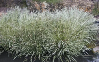 Variegated Sweet Flag (Acorus Gramineus 'Variegatus') - 5 Pack Of Quart Pots 9 Variegated Sweet Flag (Acorus Gramineus 'Variegatus') - 5 Pack Of Quart Pots -Chaste Tree World Acorus Gramineus Variegatus Sweet Flag 4