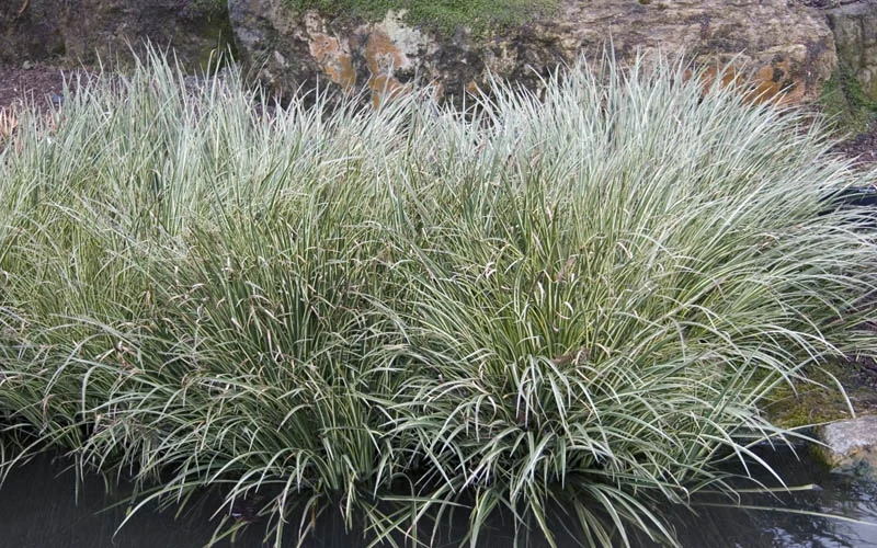 Variegated Sweet Flag (Acorus Gramineus 'Variegatus') - 5 Pack Of Quart Pots 4 Variegated Sweet Flag (Acorus Gramineus 'Variegatus') - 5 Pack Of Quart Pots - Image 4