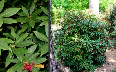 Florida Anise - Illicium Floridanum - 6 Pack Of 1 Gallon Pots -Chaste Tree World Anise Florida