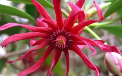 Florida Anise - Illicium Floridanum - 6 Pack Of 1 Gallon Pots -Chaste Tree World Anise Florida Flower 50