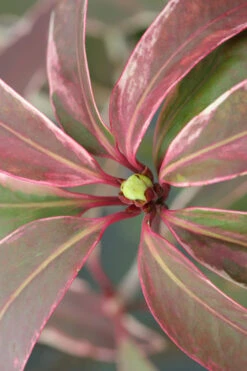 Pink Frost Florida Anise - Illicium Floridanum - 1 Gallon Pot -Chaste Tree World Anise Pink Frost 14