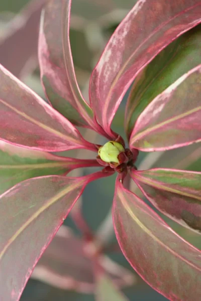 Pink Frost Florida Anise - Illicium Floridanum - 1 Gallon Pot -Chaste Tree World Anise Pink Frost 14