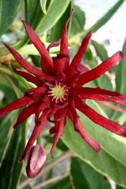 Pink Frost Florida Anise - Illicium Floridanum - 1 Gallon Pot -Chaste Tree World Anise Pink Frost 15