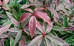 Pink Frost Florida Anise - Illicium Floridanum - 1 Gallon Pot -Chaste Tree World Anise Pink Frost 16