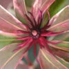 Pink Frost Florida Anise - Illicium Floridanum - 1 Gallon Pot