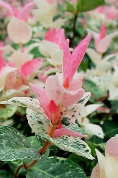 Snow N Summer Asiatic Jasmine - 15 Count Flat Of Quart Pots -Chaste Tree World Asian Jasmine Snow N Summer 16