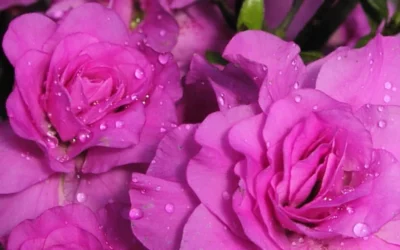 Amelia Rose Azalea - 3 Gallon Pot -Chaste Tree World Azalea Amelia Rose 1