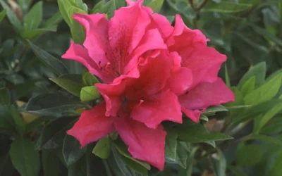 Brilliant Southern Indica Azalea - 1 Gallon Pot 8 Brilliant Southern Indica Azalea - 1 Gallon Pot -Chaste Tree World Azalea Brilliant 1