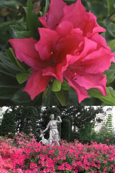 Brilliant Southern Indica Azalea - 1 Gallon Pot 9 Brilliant Southern Indica Azalea - 1 Gallon Pot -Chaste Tree World Azalea Brilliant 500x700 1