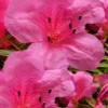 Chinzan Dwarf Azalea - 6 Pack Of 1 Gallon Pots
