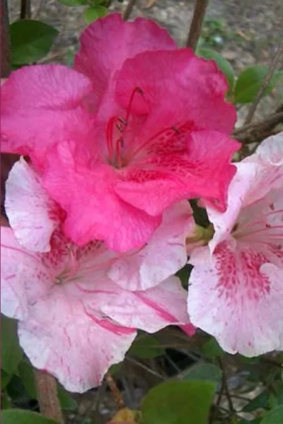 Conversation Piece Azalea - 1 Gallon Pot -Chaste Tree World Azalea Conversation Piece 10