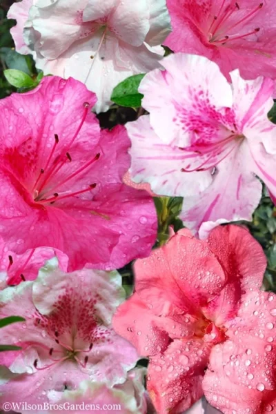 Conversation Piece Azalea - 1 Gallon Pot