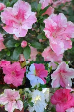 Conversation Piece Azalea - 1 Gallon Pot -Chaste Tree World Azalea Conversation Piece 2 500x750 1