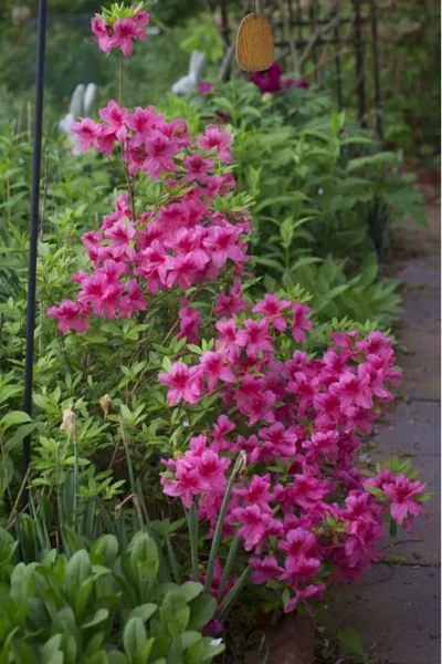 Orchid Showers Deja Bloom Azalea - 1 Gallon Pot -Chaste Tree World Azalea Deja Bloom Orchid Showers 5