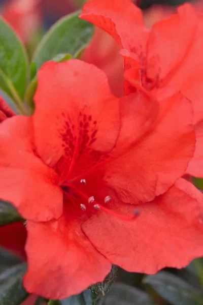 Red Tiara Deja Bloom Azalea - 1 Gallon Pot -Chaste Tree World Azalea Deja Bloom Red Tiara 4
