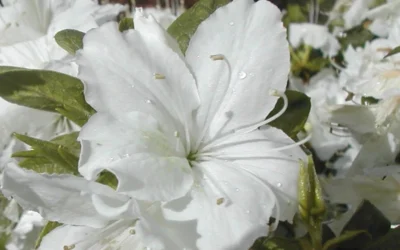 Delaware Valley White Azalea - 1 Gallon Pot 9 Delaware Valley White Azalea - 1 Gallon Pot -Chaste Tree World Azalea Delaware Valley White 2