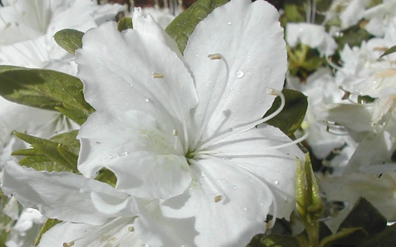Delaware Valley White Azalea - 1 Gallon Pot 4 Delaware Valley White Azalea - 1 Gallon Pot - Image 4
