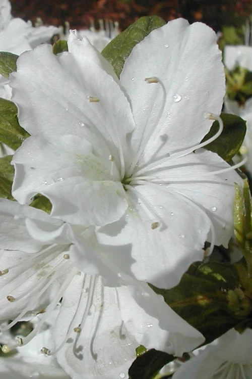 Delaware Valley White Azalea - 1 Gallon Pot 1 Delaware Valley White Azalea - 1 Gallon Pot
