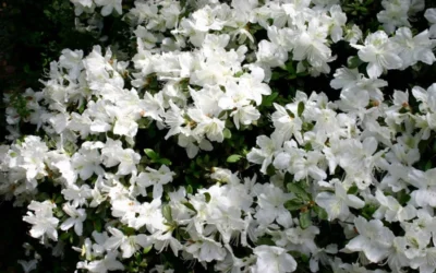 Delaware Valley White Azalea - 1 Gallon Pot 10 Delaware Valley White Azalea - 1 Gallon Pot -Chaste Tree World Azalea Deleware Valley White Bloom