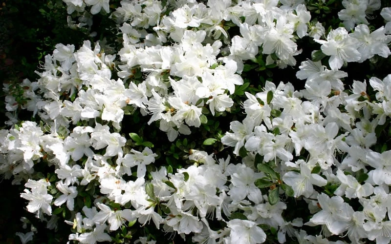 Delaware Valley White Azalea - 1 Gallon Pot 5 Delaware Valley White Azalea - 1 Gallon Pot - Image 5