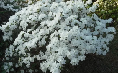 Delaware Valley White Azalea - 6 Pack Of 1 Gallon Pots 11 Delaware Valley White Azalea - 6 Pack Of 1 Gallon Pots -Chaste Tree World Azalea Deleware Valley White Landscape 1