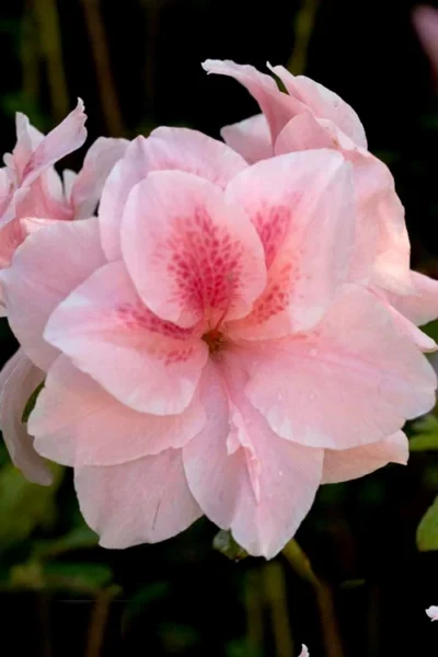 Autumn Belle Encore Azalea - 2 Gallon Pot