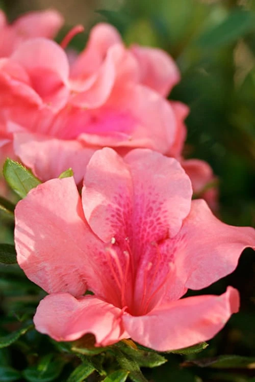 Autumn Coral Encore Azalea - 1 Gallon Pot 1 Autumn Coral Encore Azalea - 1 Gallon Pot