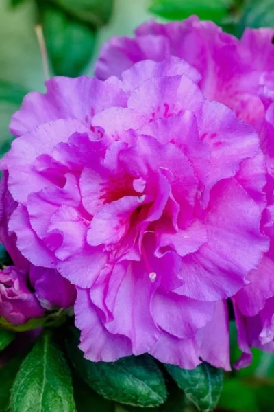 Autumn Majesty Encore Azalea - 6 Pack Of 1 Gallon Pots 10 Autumn Majesty Encore Azalea - 6 Pack Of 1 Gallon Pots -Chaste Tree World Azalea Encore Autumn Majesty 12