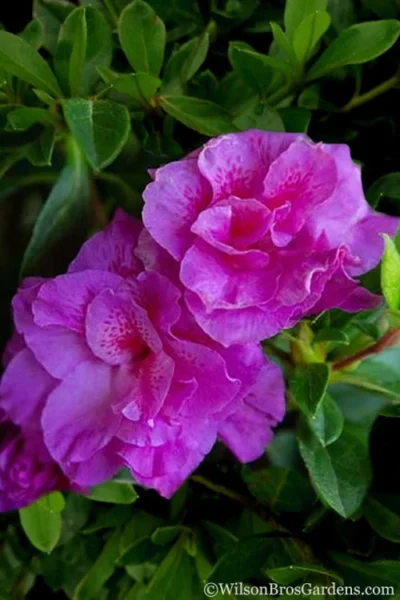 Autumn Majesty Encore Azalea - 6 Pack Of 1 Gallon Pots 11 Autumn Majesty Encore Azalea - 6 Pack Of 1 Gallon Pots -Chaste Tree World Azalea Encore Autumn Majesty 5