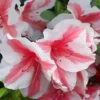 Autumn Starburst Encore Azalea - 6 Pack Of 1 Gallon Pots