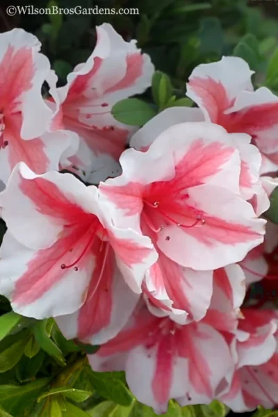 Autumn Starburst Encore Azalea - 3 Gallon Pot