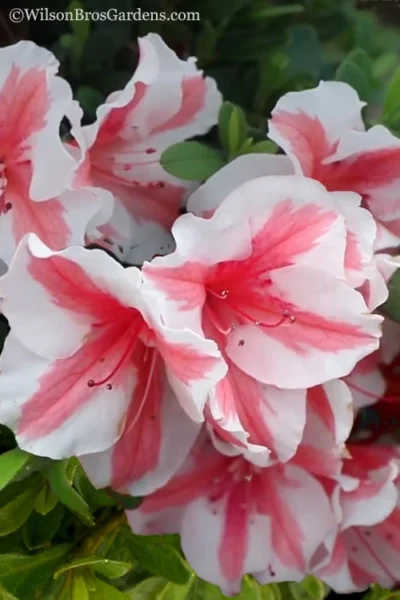 Autumn Starburst Encore Azalea - 1 Gallon Pot