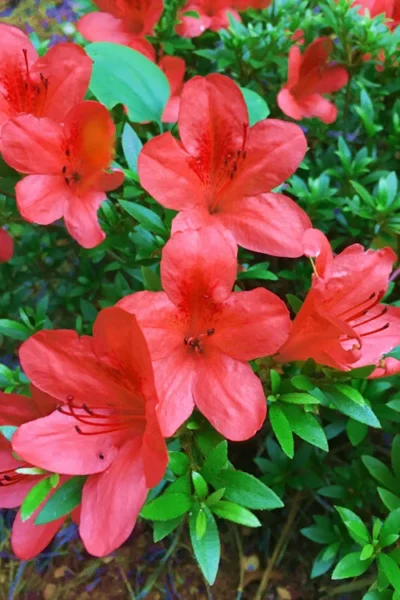 Flame Creeper Dwarf Spreading Azalea - 6 Pack Of 1 Gallon Pots -Chaste Tree World Azalea Flame Creeper 11 1